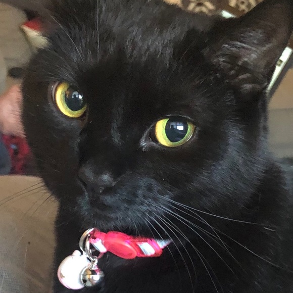 💖Come visit my Mama & Shop the Kitty-Korner!💖 - Picture 3 of 17